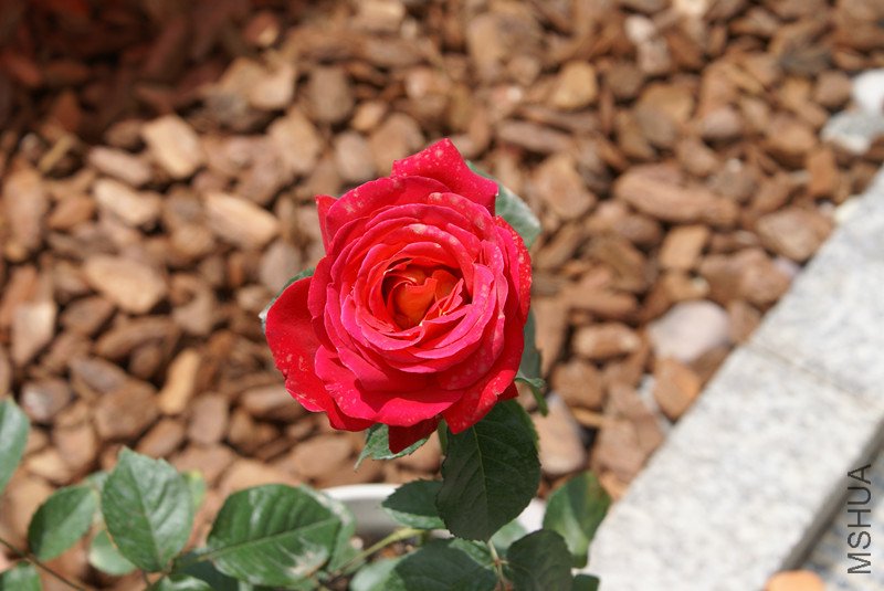 DSC04992_����.jpg