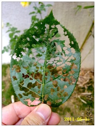 201105311330.jpg