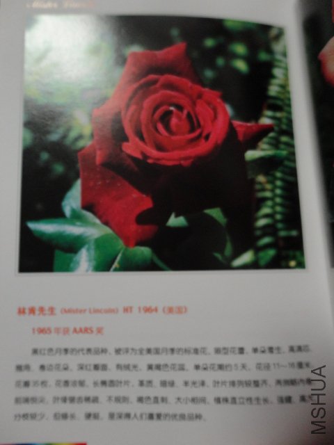 DSC00413.JPG
