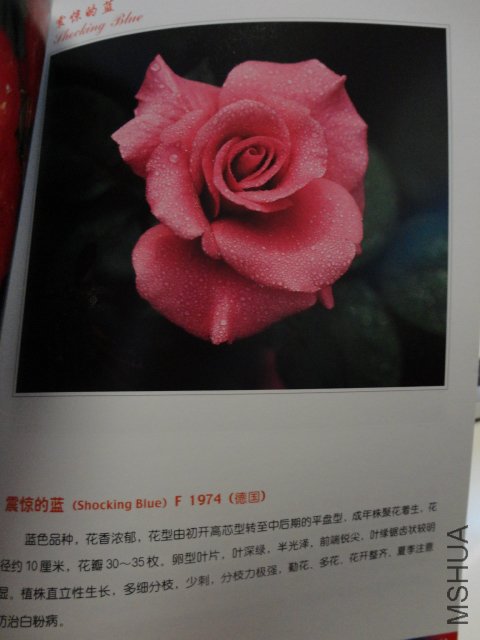 DSC00410.JPG