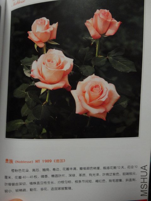 DSC00414.JPG