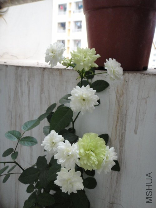 DSC00890.JPG