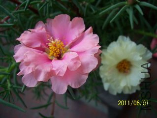 100_3625.JPG