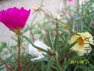100_3628.JPG