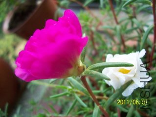 100_3635.JPG