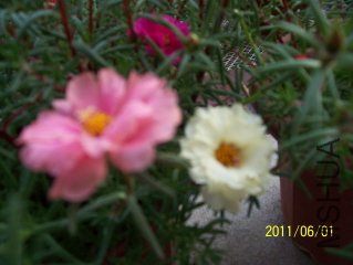 100_3636.JPG