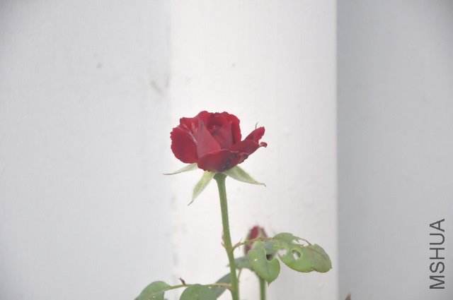 _DSC0018.JPG
