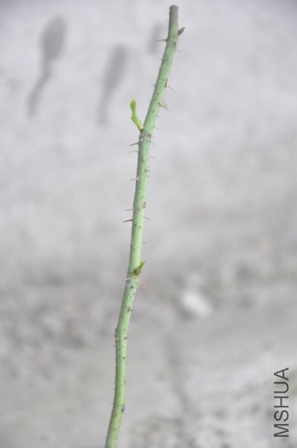 _DSC0017.JPG