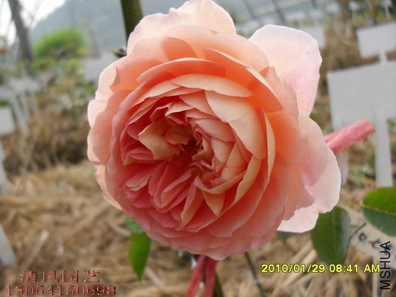 �ǲ�����