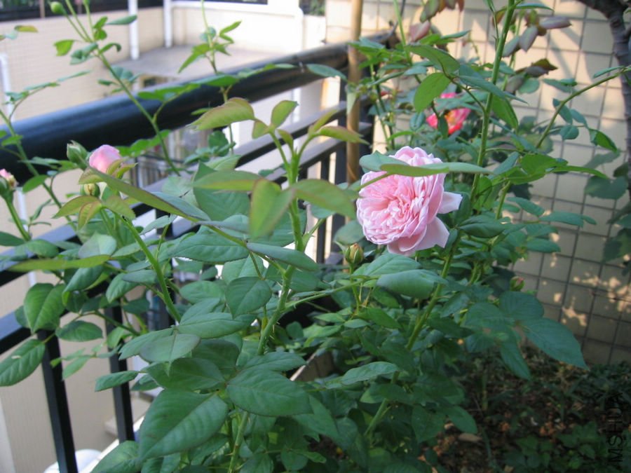 Erin rose����1.jpg