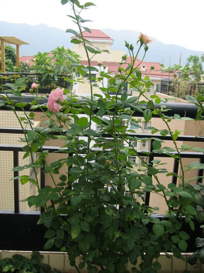 Erin rose����2.jpg