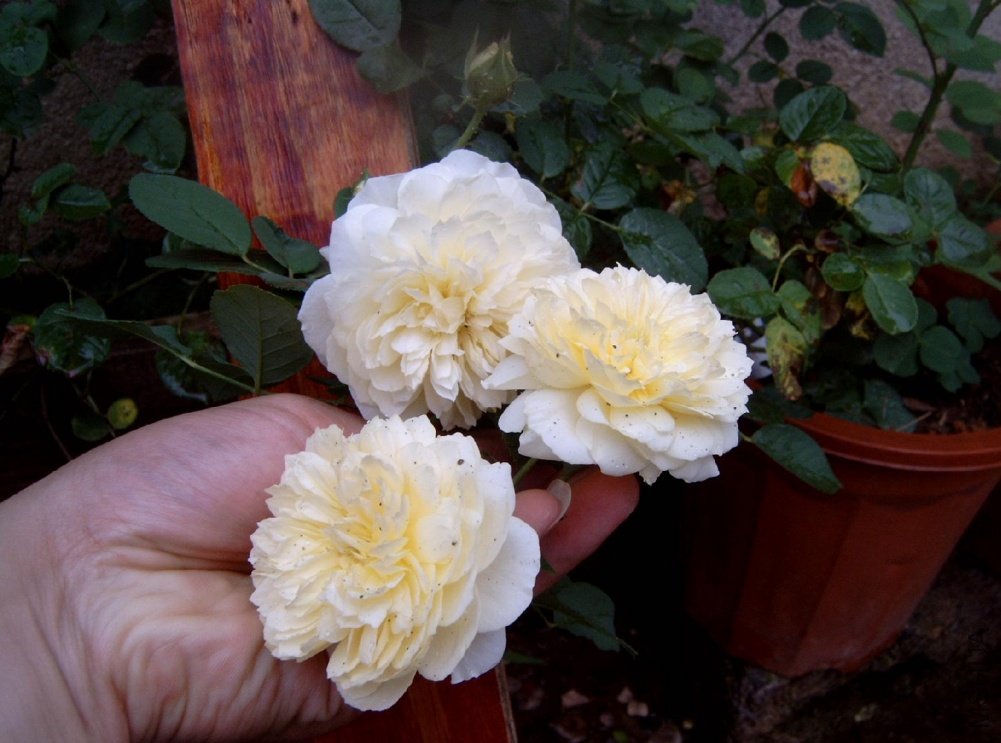 ��·����ʥ�ߣ�