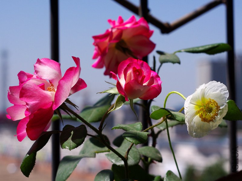 IMGP0618.jpg