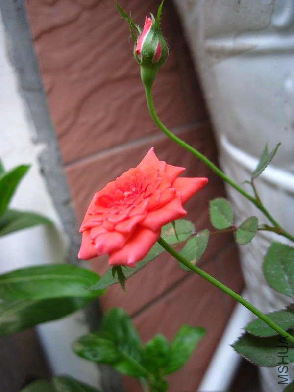 IMG_0539.JPG