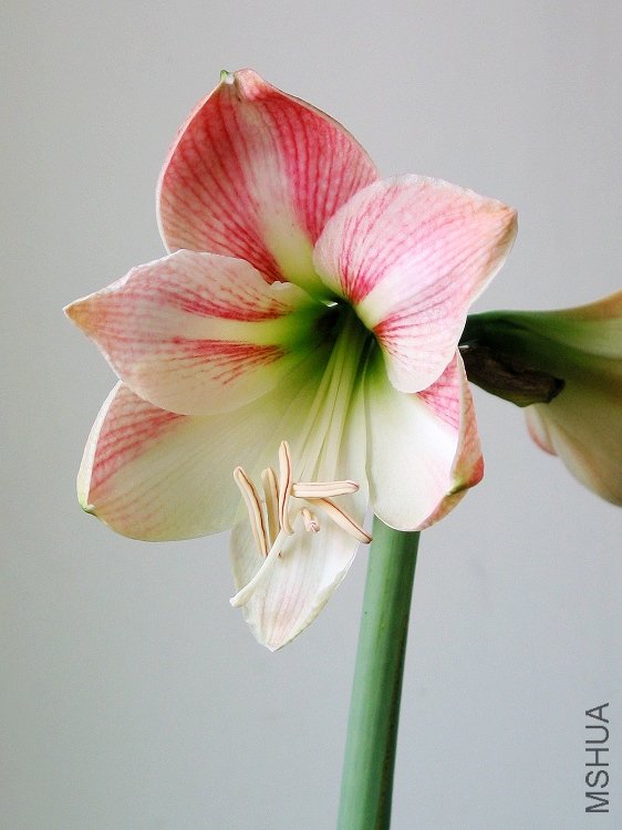 Apple Blossom ƻ��.JPG