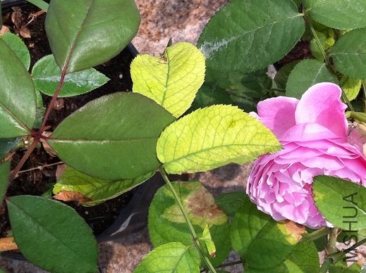 IMG_0875s.jpg