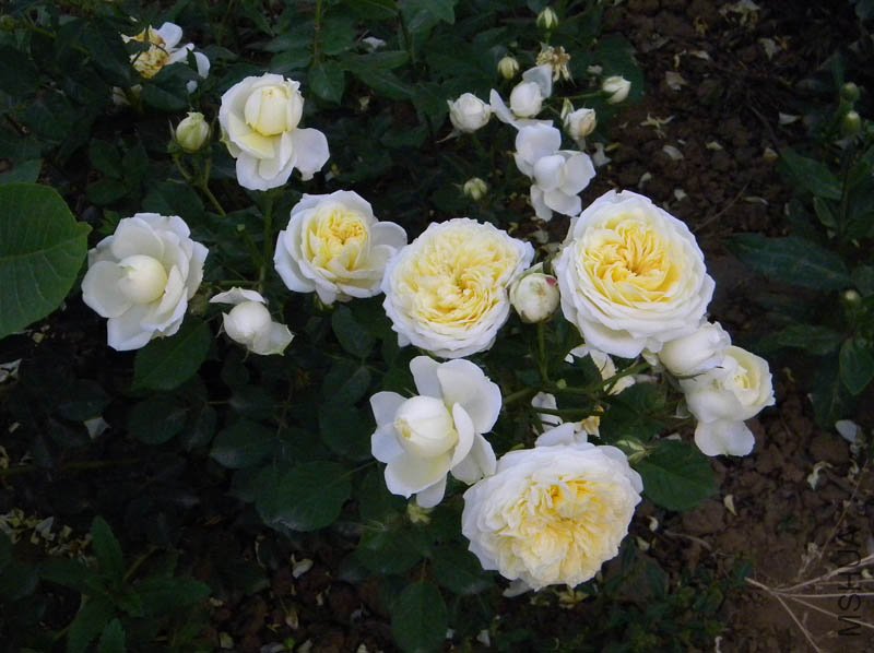 DSCN2458.jpg