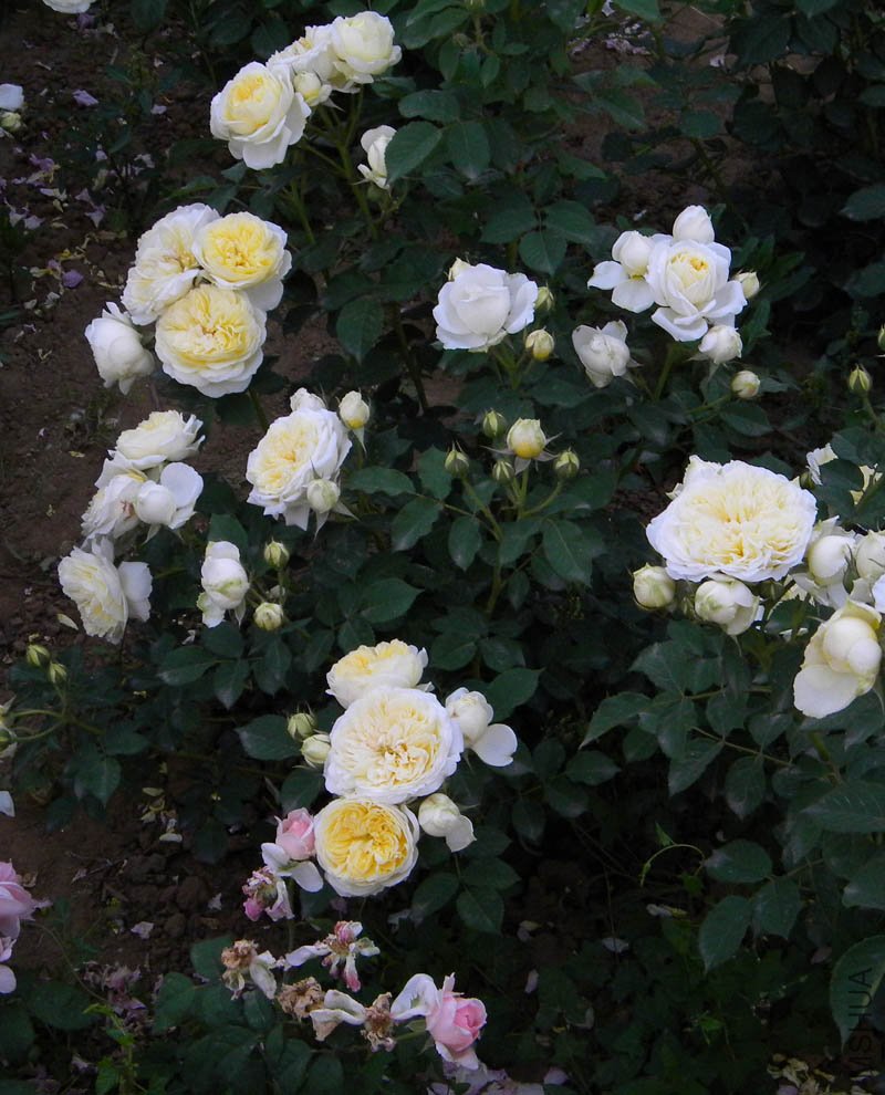 DSCN2459.jpg