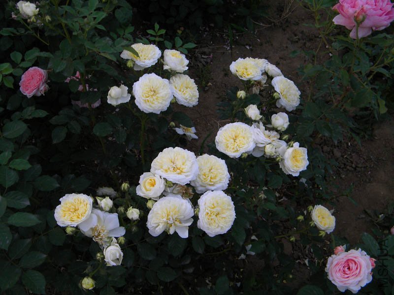 DSCN2461.jpg