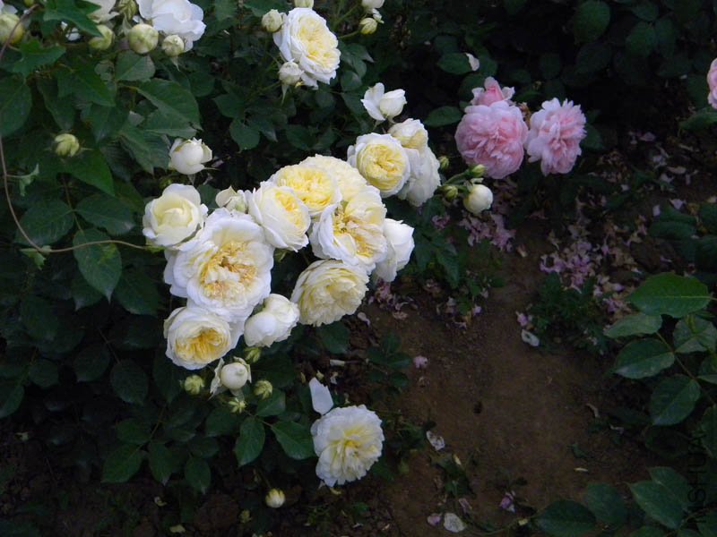 DSCN2467.jpg