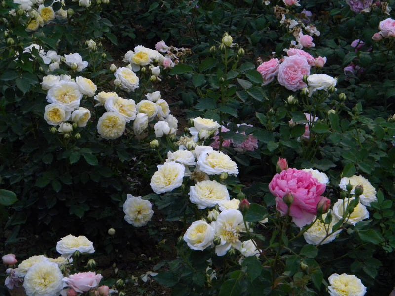 DSCN2470.jpg