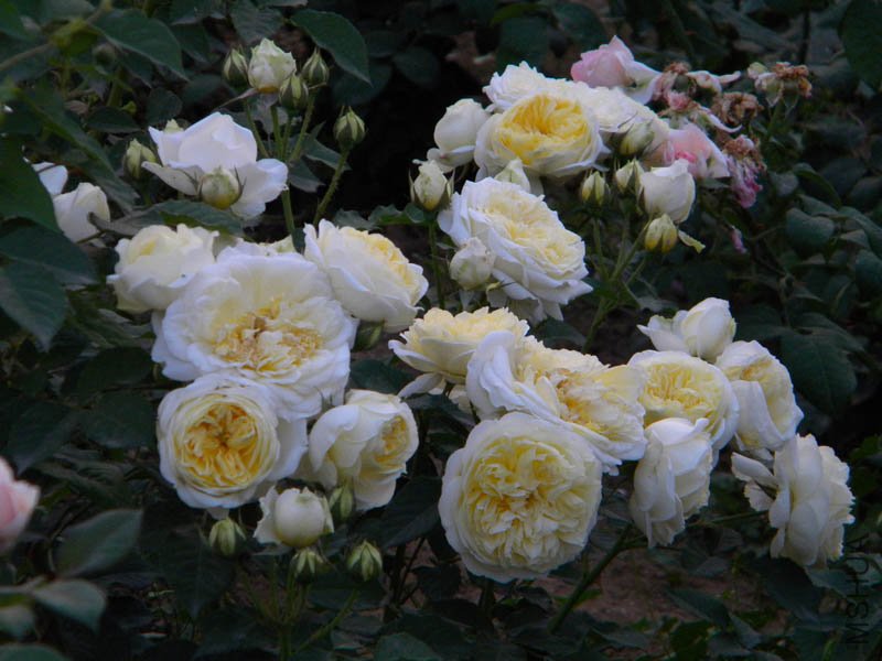 DSCN2505.jpg