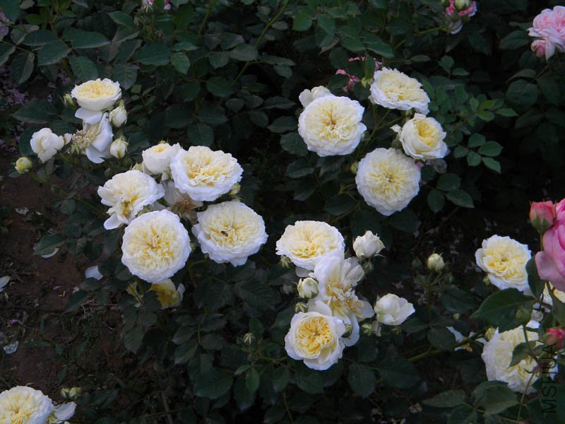 DSCN2508.jpg
