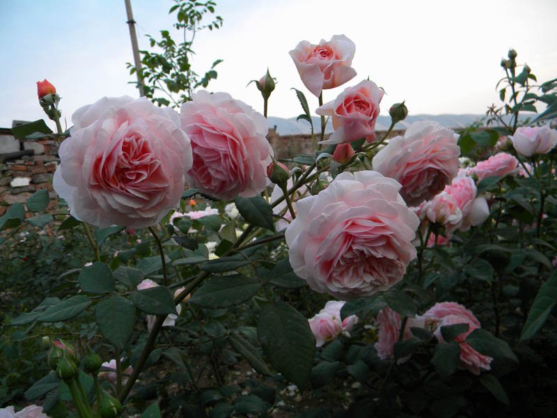 DSCN2476.jpg
