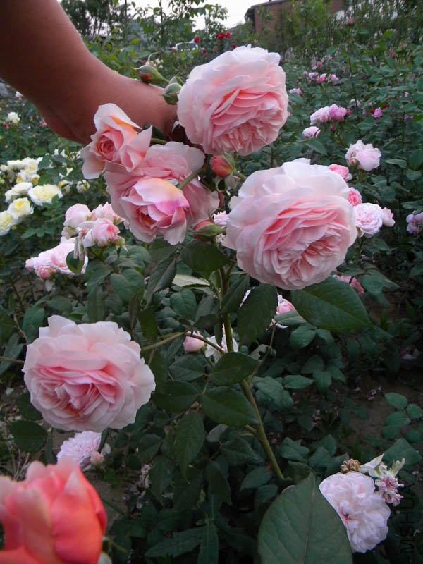 DSCN2474.jpg