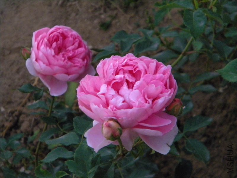 DSCN2473.jpg