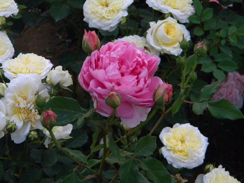 DSCN2469.jpg