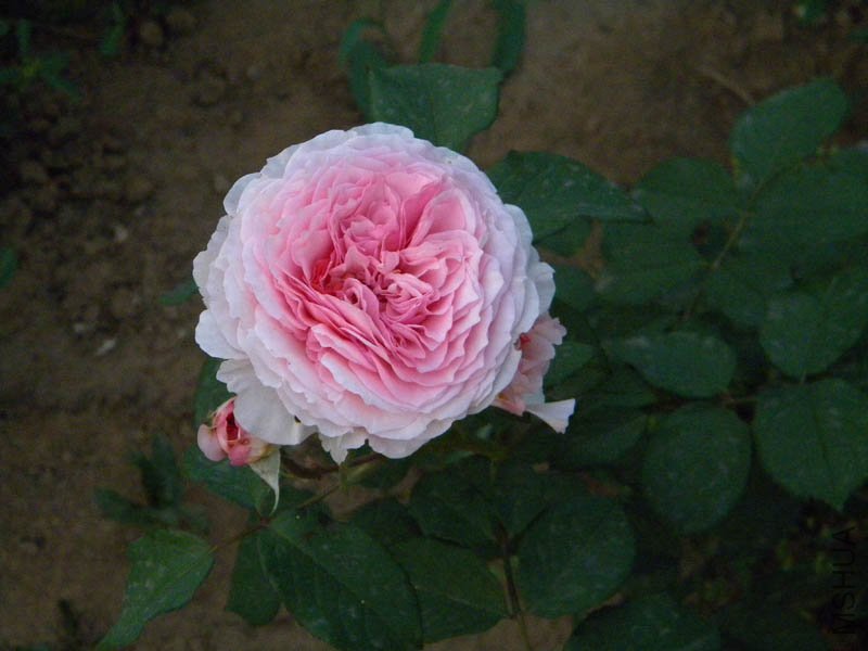 DSCN2468.jpg