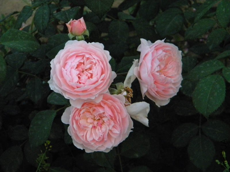 DSCN2463.jpg