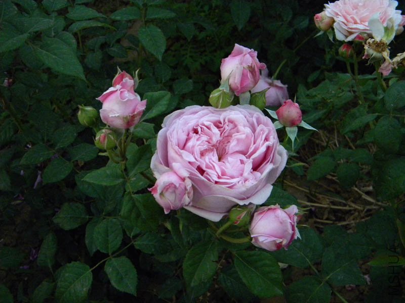 DSCN2460.jpg