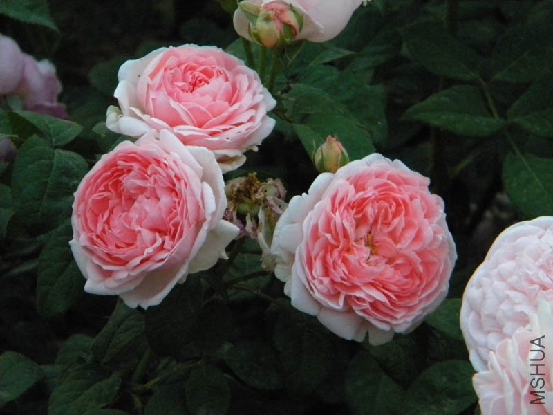 DSCN2471.jpg