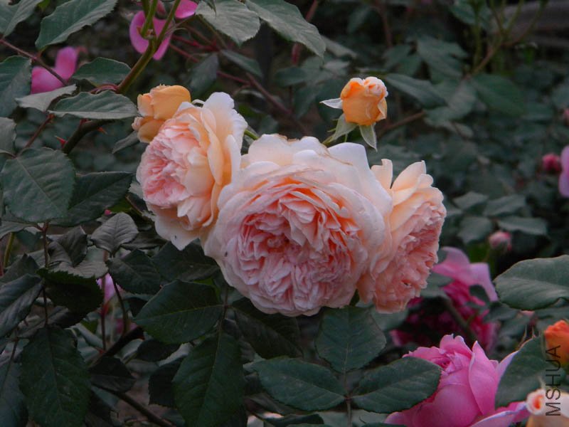 DSCN2484.jpg