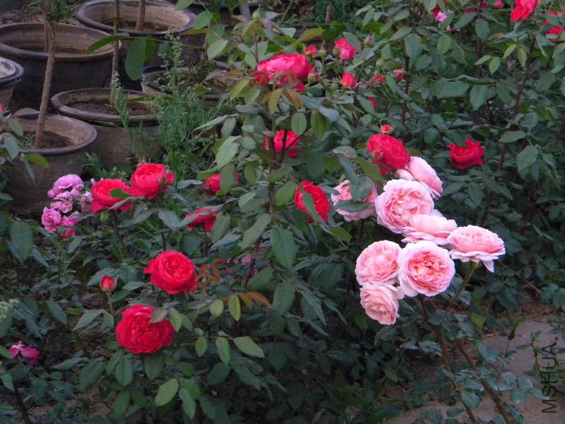 DSCN2481.jpg