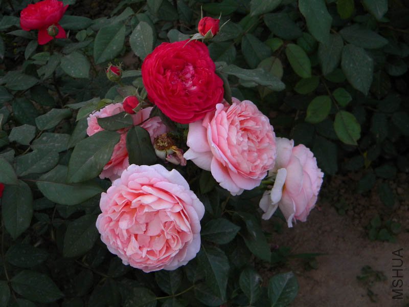 DSCN22716.jpg