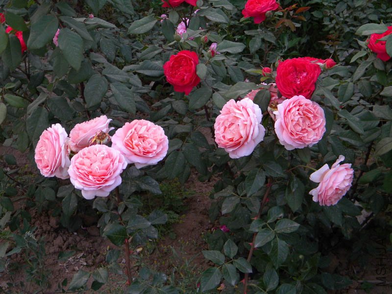DSCN2488.jpg