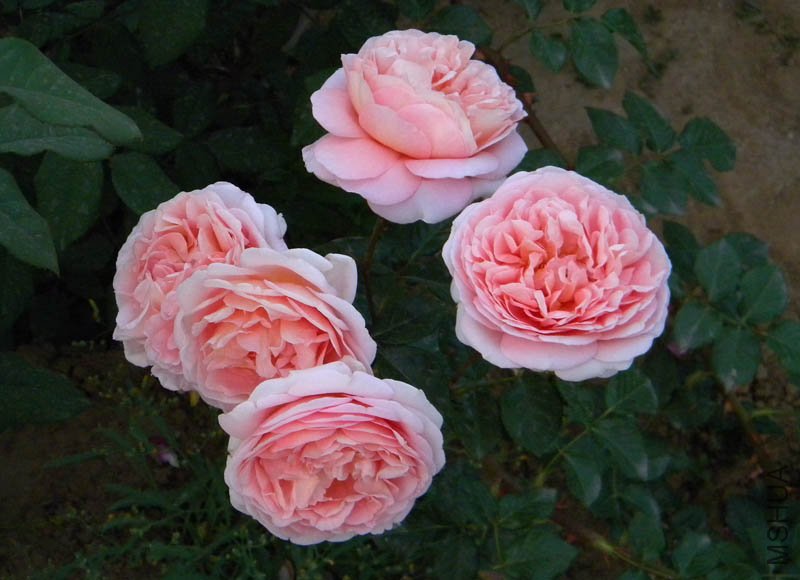 DSCN2492.jpg