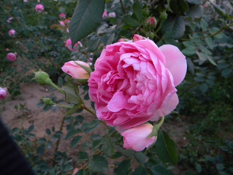 DSCN2497.jpg