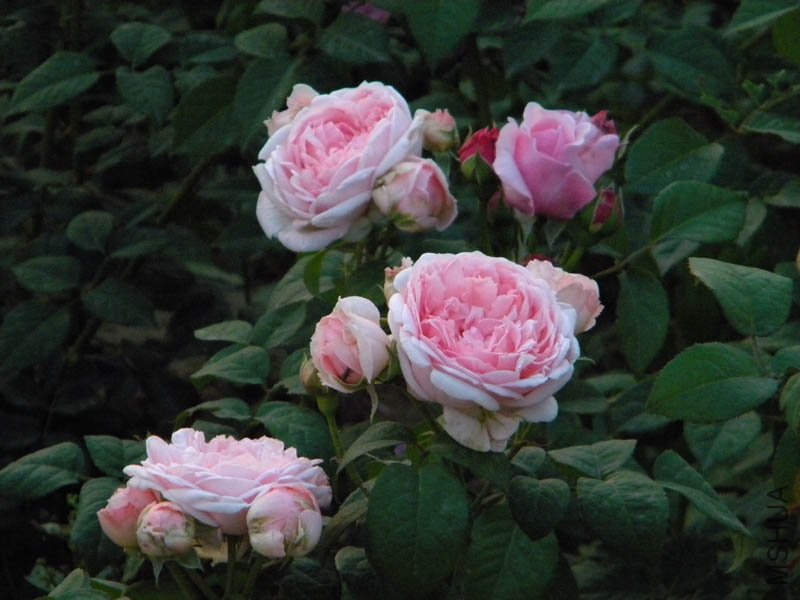 DSCN2507.jpg