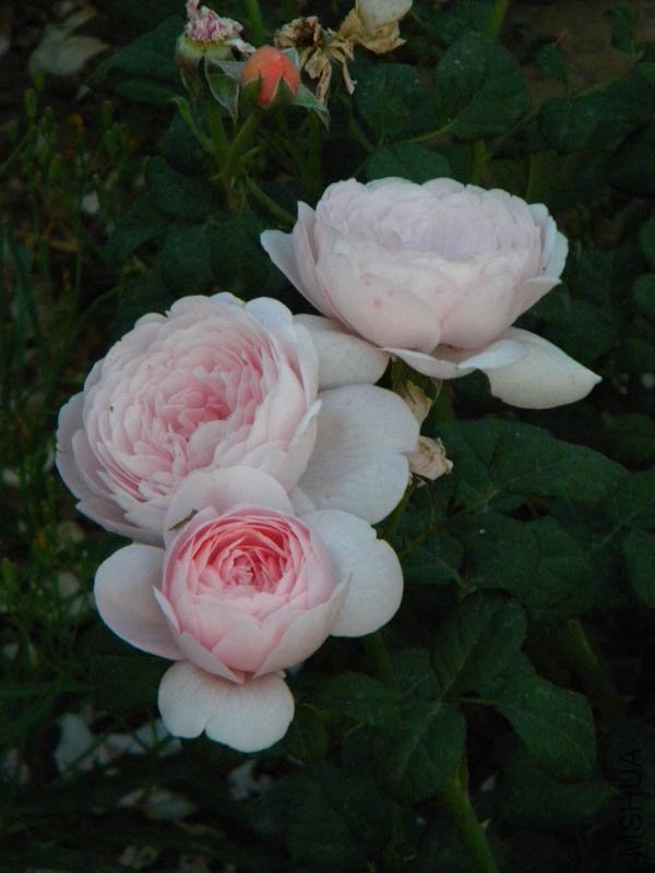 DSCN2501.jpg