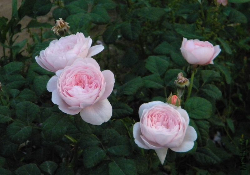 DSCN2500.jpg