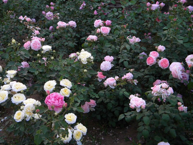 DSCN2509.jpg