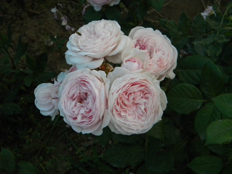 DSCN2512.jpg