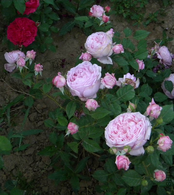 DSCN2457.jpg
