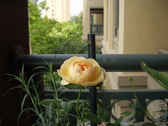 P1010001.jpg