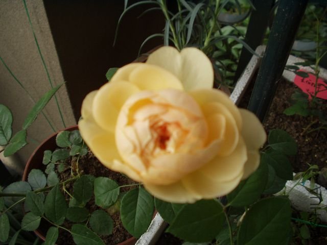 P1010003.jpg