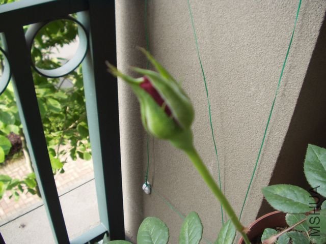 P1010006.jpg